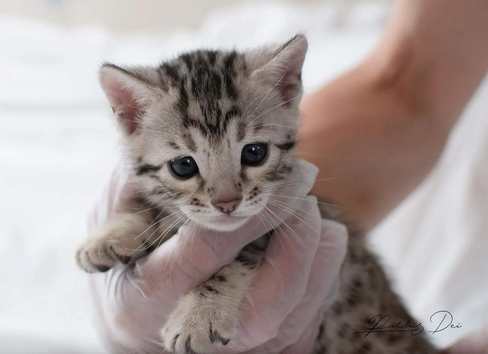 chaton bengal